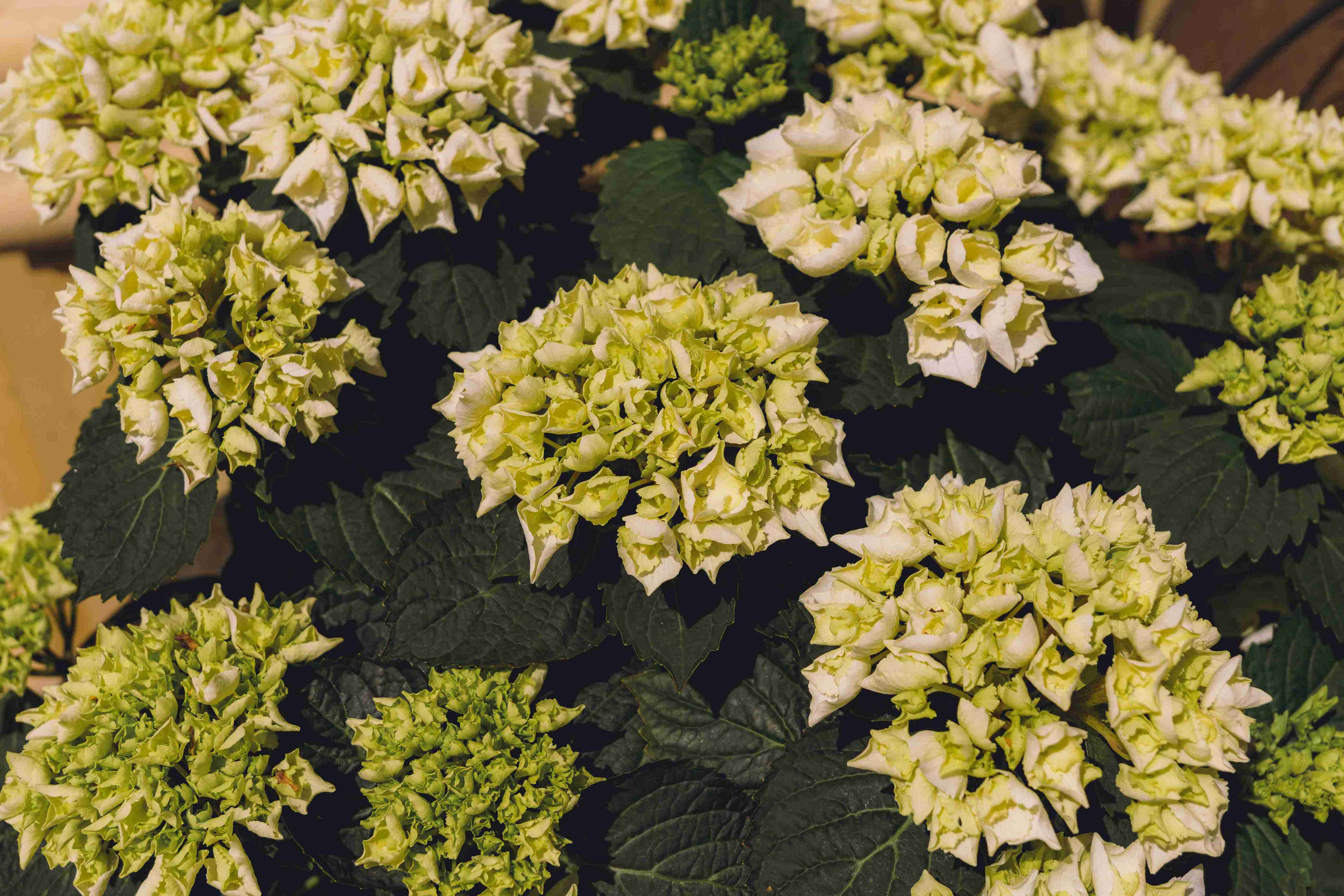 Bunch of White Flowers (Wide)